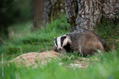 European badger (Meles meles) in a grass in a woodland, Cairngorms, Scotland