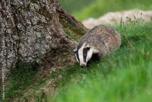 European badger (Meles meles) in a grass in a woodland, Cairngorms, Scotland
