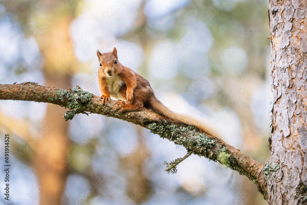 Red squirrel (Sciurus vulgaris) on a tree in a forest in Cairngorms, Scotland Red squirrel (Sciurus vulgaris) on a tree in a forest in Cairngorms, Scotland
