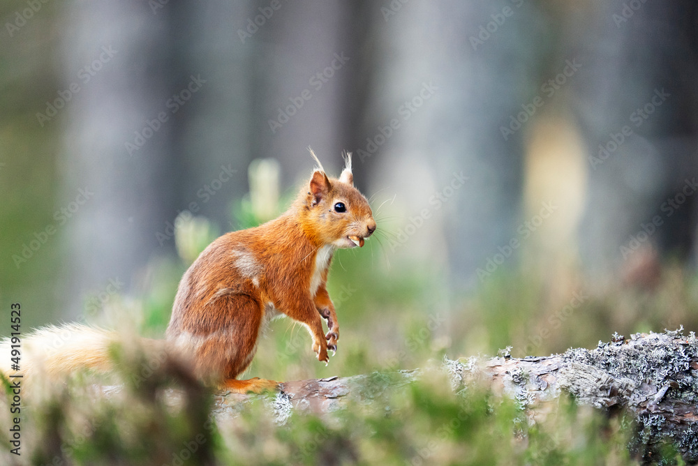 Red squirrel (Sciurus vulgaris) on a branch in a forest, eating a nut, Cairngorms, Scotland