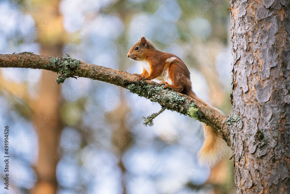 Red squirrel (Sciurus vulgaris) on a tree in a forest in Cairngorms, Scotland Red squirrel (Sciurus vulgaris) on a tree in a forest in Cairngorms, Scotland