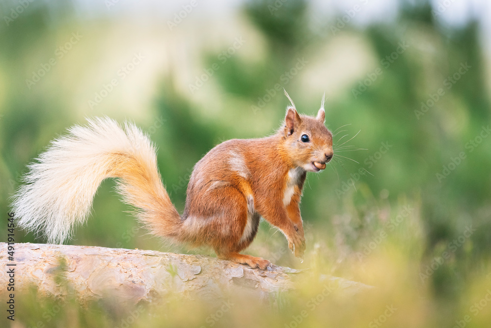 Red squirrel (Sciurus vulgaris) on a branch in a forest, eating a nut, Cairngorms, Scotland Red squirrel (Sciurus vulgaris) on a branch in a forest, eating a nut, Cairngorms, Scotland