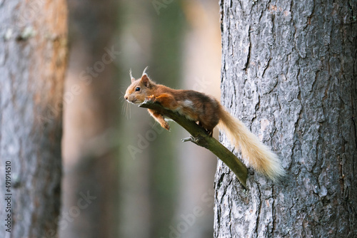 Red squirrel  Sciurus vulgaris  on a tree in a forest in Cairngorms  Scotland