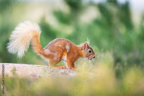 Red squirrel (Sciurus vulgaris) on a branch in a forest, eating a nut, Cairngorms, Scotland