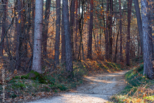 A sunny spring day in the beautiful Monticolo forest in South Tyrol.