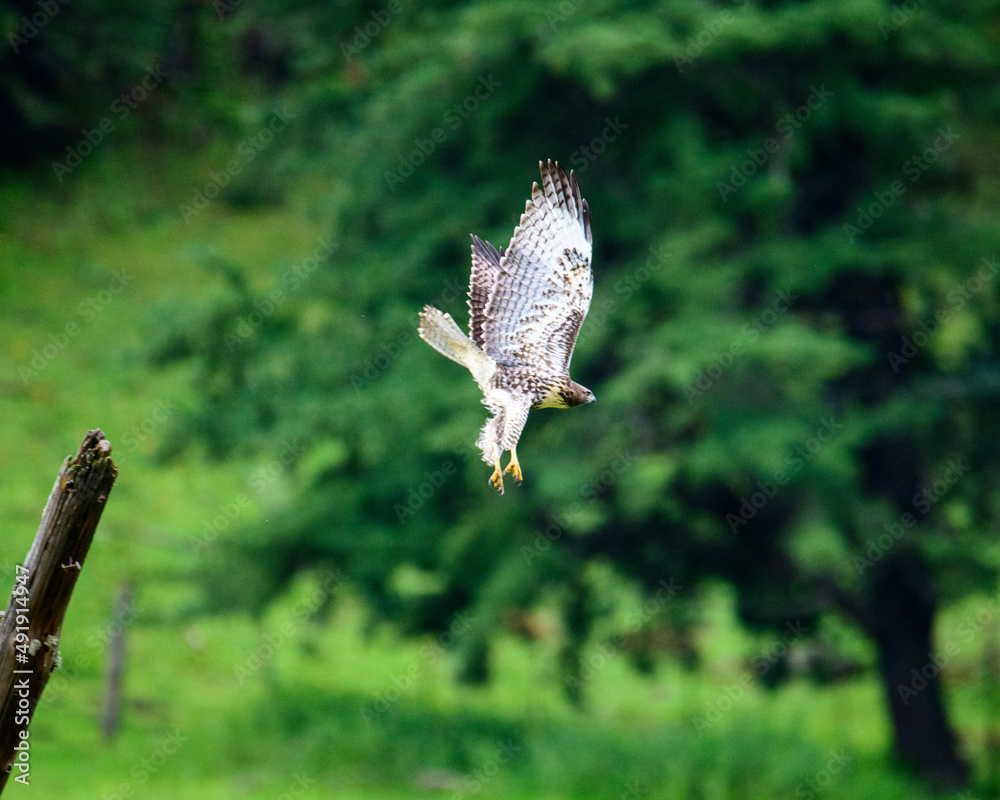 Fototapeta premium Hawk