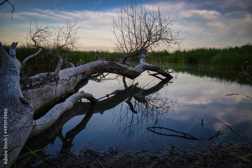 old tree rises into calm water