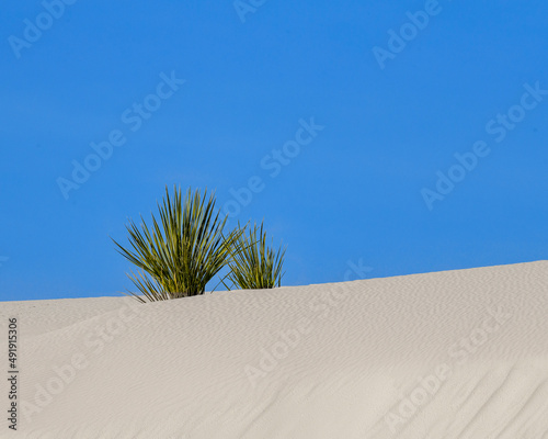 Obraz na plátně Plant surviving in sand