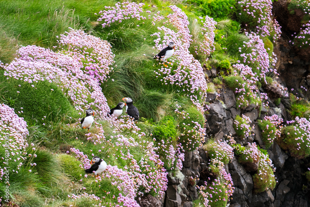 Group of Atlantic puffins (Fratercula arctica) on a cliff with green grass and pink flowers Group of Atlantic puffins (Fratercula arctica) on a cliff with green grass and pink flowers