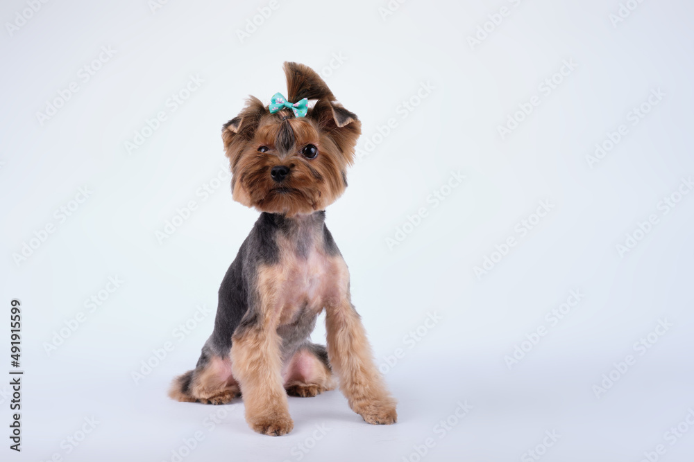 Yorkshire terrier sits on a light background after grooming