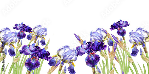 Fototapeta Naklejka Na Ścianę i Meble -  Beautiful watercolor irises in two rows.Illustration on isolated white background.