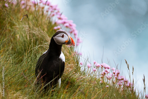 Atlantic puffin (Fratercula arctica) on a cliff with beautiful pink flowers, Treshnish Isles, Scotland