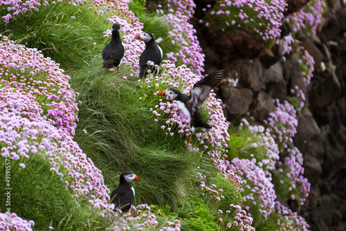 Group of Atlantic puffins (Fratercula arctica) on a cliff with green grass and pink flowers, one puffin landing on a cliff