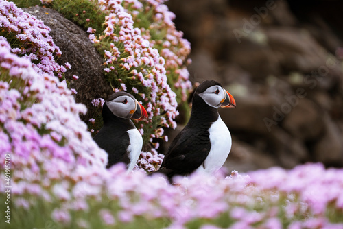 Two Atlantic puffins (Fratercula arctica) sitting on a cliff with green grass and pink flowers, Treshnish Isles, Scotland