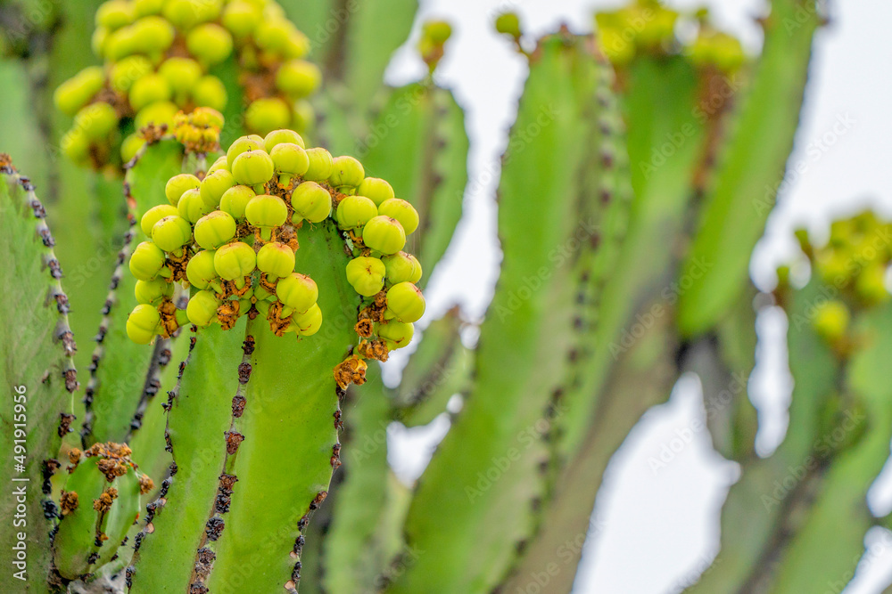 Adesivo murale Euphorbia candelabrum
