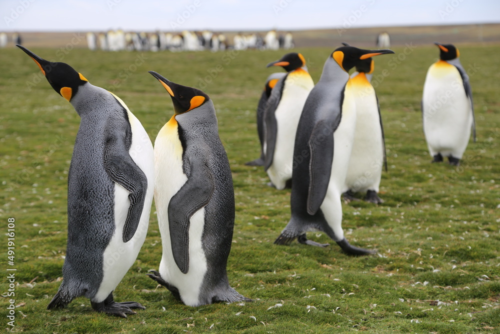 Fototapeta premium Puerto Madryn, Patagonia, Argentina, Punta Tombo, Pinguinos Magallanes, 