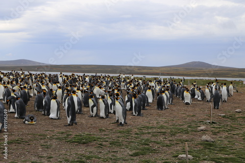 Puerto Madryn  Patagonia  Argentina  Punta Tombo  Pinguinos Magallanes  