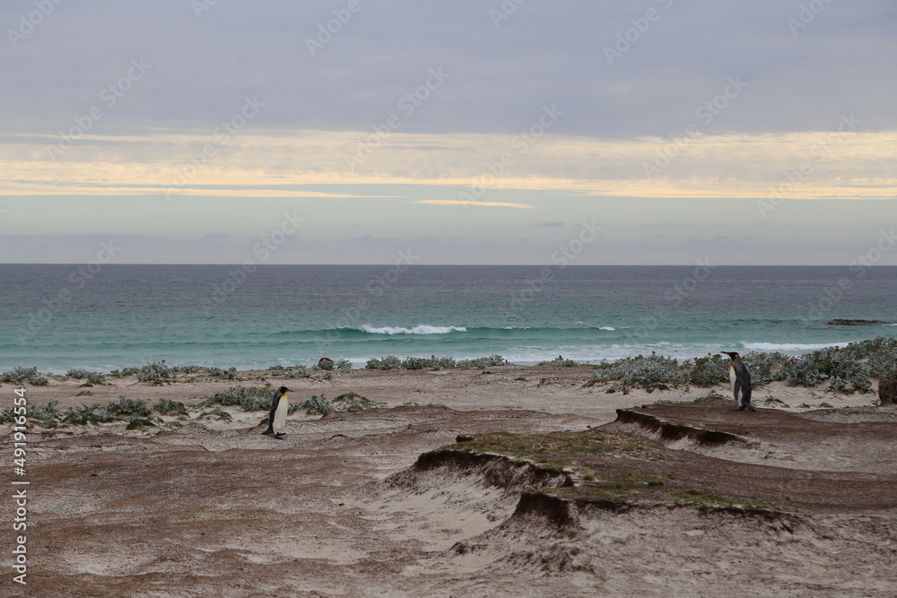 Puerto Madryn, Patagonia, Argentina, Punta Tombo, Pinguinos Magallanes, 