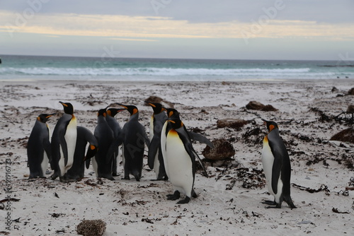 Puerto Madryn  Patagonia  Argentina  Punta Tombo  Pinguinos Magallanes  
