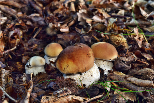Boletus edulis edible mushroom is growing in the polish forest