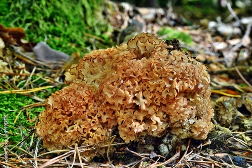  Edible mushroom Sparassis crispa grow in the forest