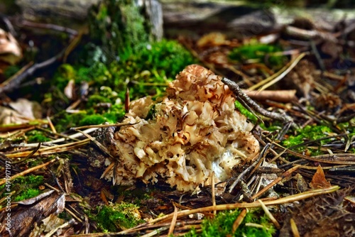  Edible mushroom Sparassis crispa grow in the forest