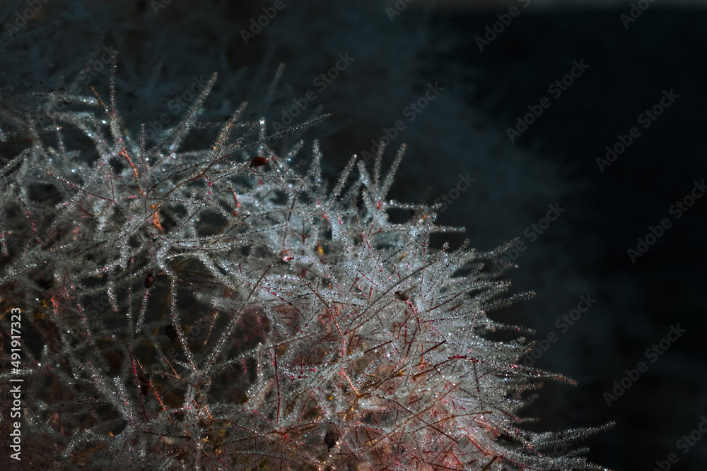 Fototapeta premium Dew on a branch in the Rhodope - Paranesti
