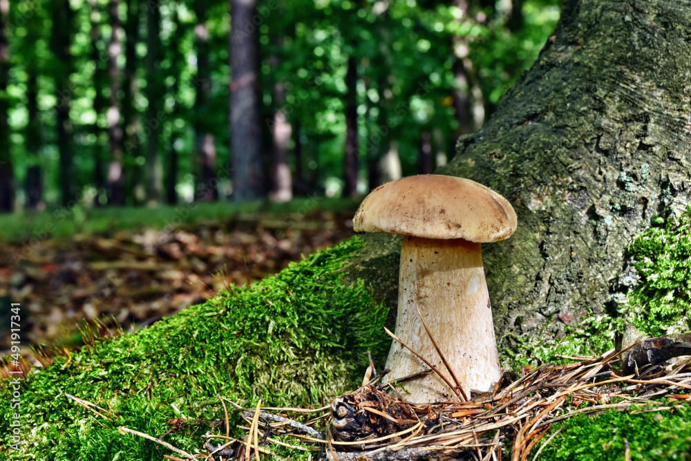 Boletus edulis edible mushroom is growing in the polish forest Boletus edulis edible mushroom is growing in the polish forest