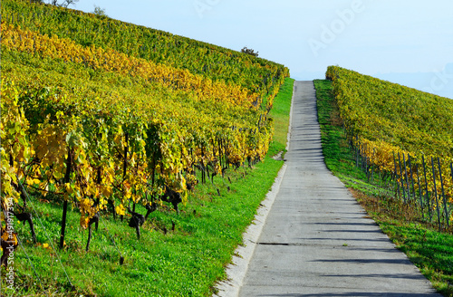 Road in  vineyards, Mont-sur-Rolle, literally Mont on Rolle, Nyon district, canton Vaud, Switzerland, Europe photo