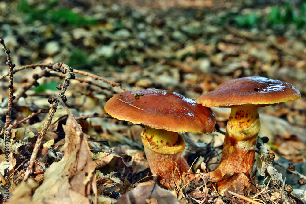 Mushroom edible suillus grevillei in the polish forest Mushroom edible suillus grevillei in the polish forest