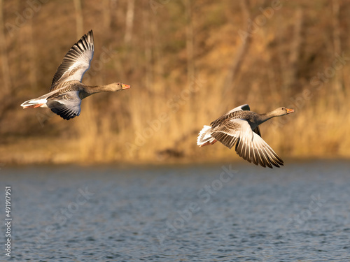 Greyleg goose in flight photo