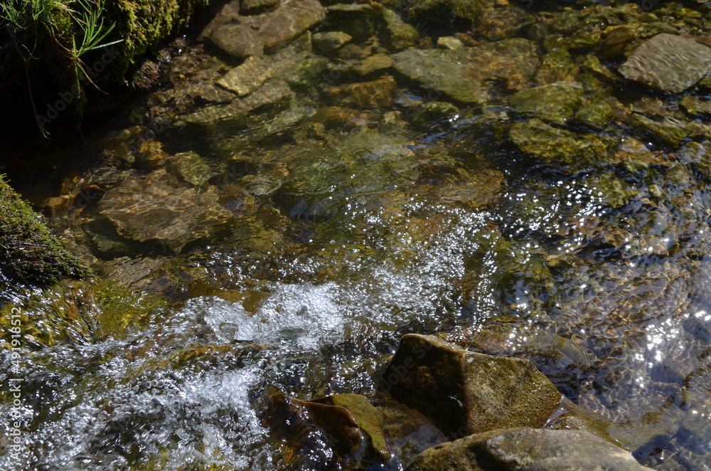 stream in the forest. clear stream with stones at the bottom. clean ecology.