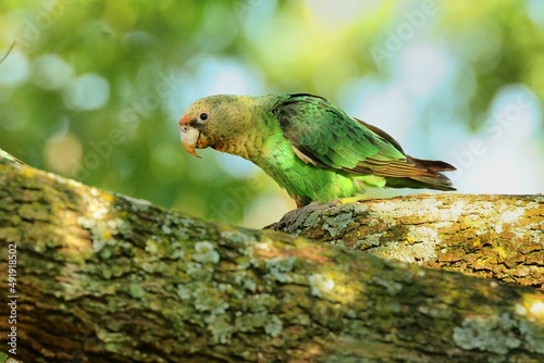 Ein Kappapagei (Poicephalus robustus), Cape parrot, Südafrika. photo