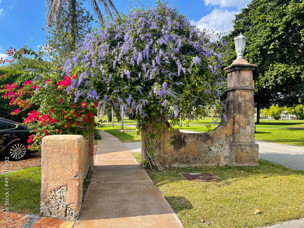 Fototapeta premium Blooming archway - coral gables -florida