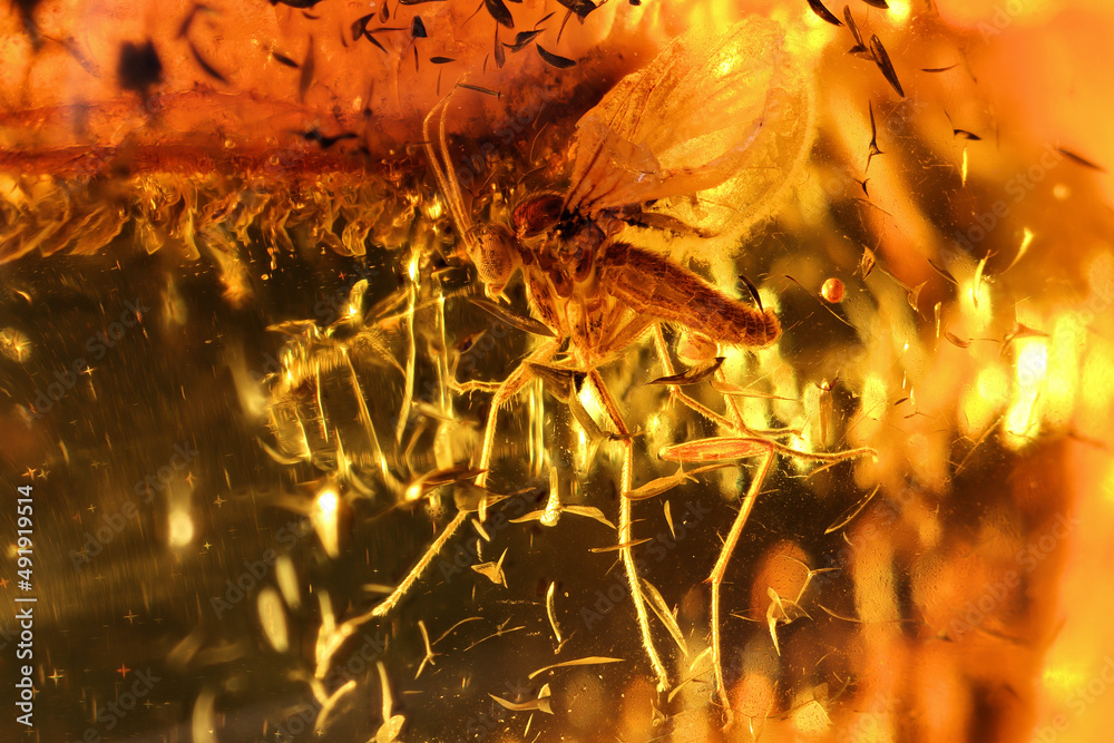 fungus gnat (mycetophilidae) imprisoned in baltic amber fungus gnat (mycetophilidae) imprisoned in baltic amber