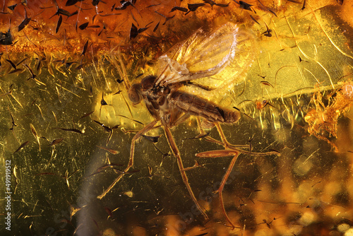 fungus gnat (mycetophilidae) imprisoned in baltic amber photo