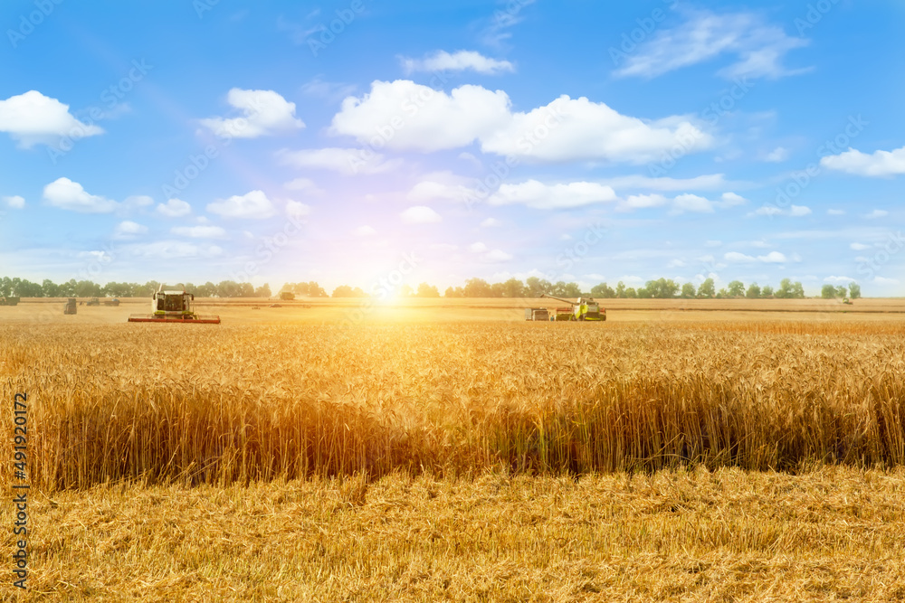 Fototapeta premium Beautiful countryside landscape .Combine harvester on a wheat field.