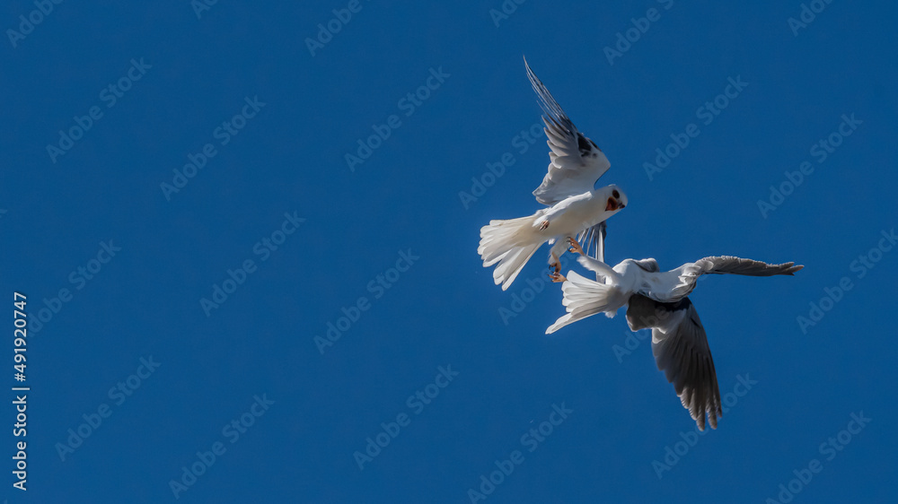 Fototapeta premium Springtime has these White-tailed kites, birds of prey going at it 