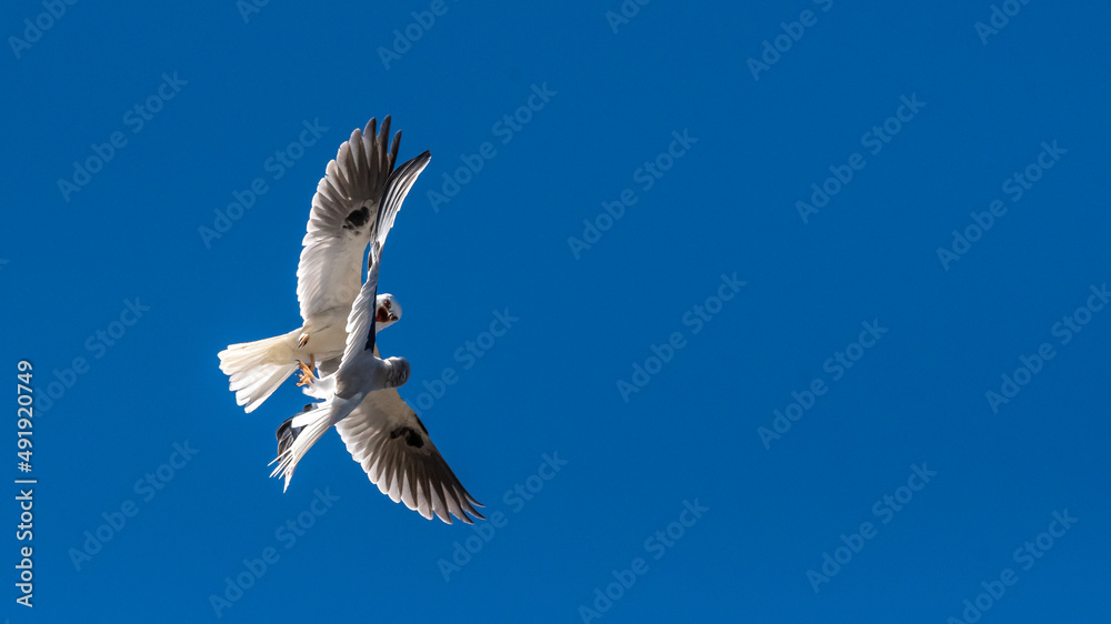 Obraz premium Springtime has these White-tailed kites, birds of prey going at it 