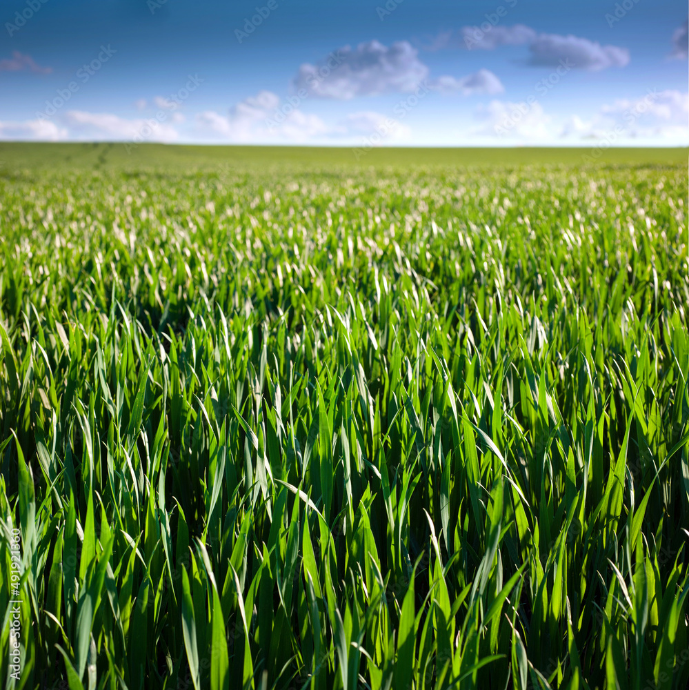 Fototapeta premium Green spring wheat crops, sprouts, close up, spring agriculture