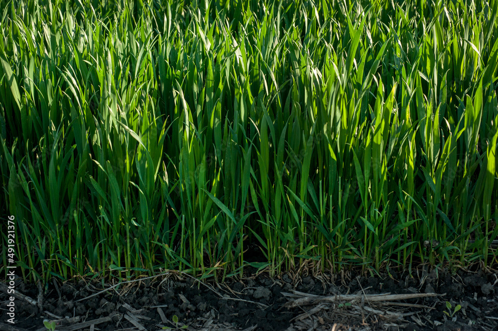 Obraz premium Green spring wheat crops, sprouts, spring agriculture illuminated by the sun