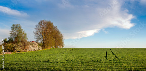 panoramic view of green field of winter wheat with traces  blooming trees at spring
