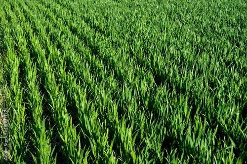 rows illuminated by the sun green shoots of wheat, vegetation, field in spring