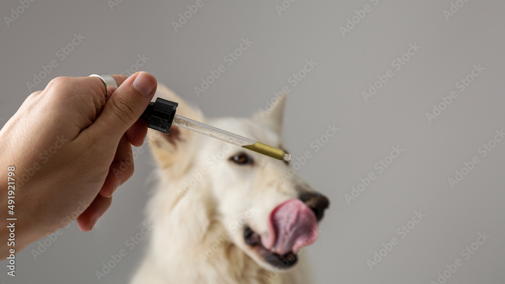 Dog taking CBD hemp oil. White Swiss Shepherd licking cannabis dropper for anxiety treatment.