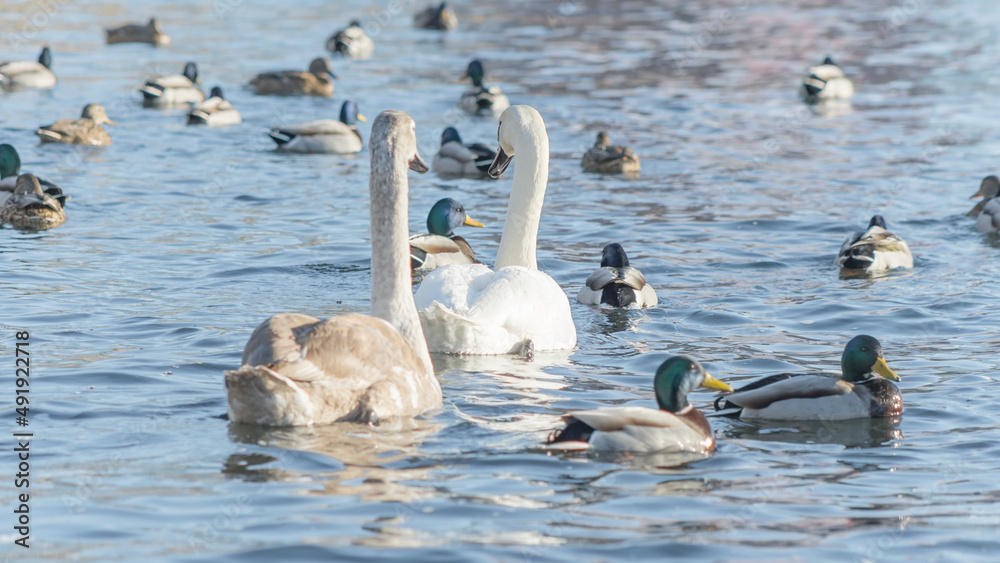 Fototapeta premium Swan and ducks on frozen river. Flock of wild ducks and swans swims in the pond. Wintering of wild birds in the city.