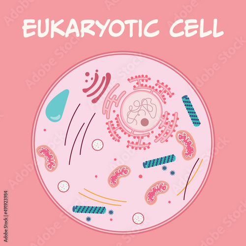 Diagram of a eukaryotic cell and cell components photo