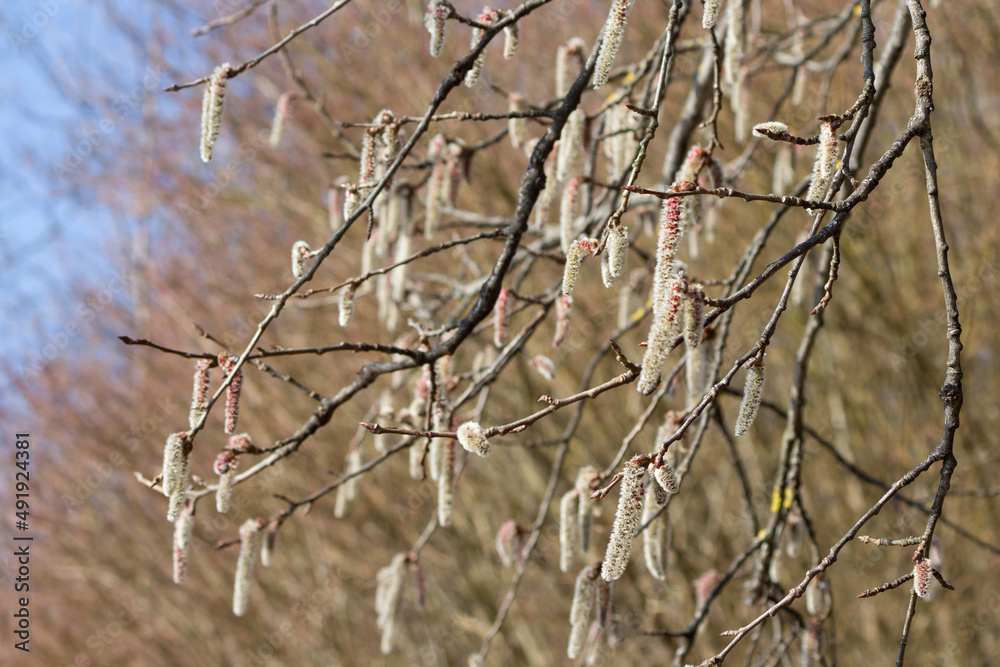 Blühende Zitterpappel (Espe, Aspe, - Populus tremula) Kätzchen im Frühjahr (männliche Blüten, Pollen) Blühende Zitterpappel (Espe, Aspe, - Populus tremula) Kätzchen im Frühjahr (männliche Blüten, Pollen)