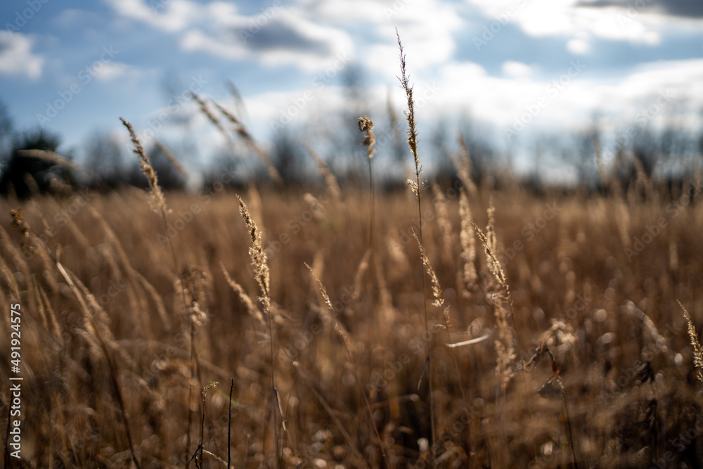 Fototapeta premium Meadow