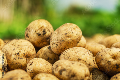Harvesting. Close up of fresh organic potatoes.