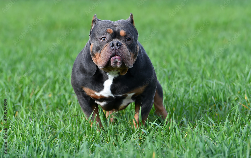 un perro american bully extreme un perro american bully extreme